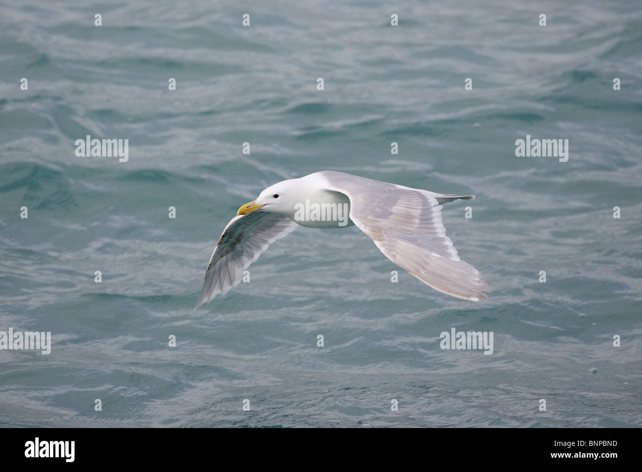 A Glaucous-winged Gull in flight Stock Photo