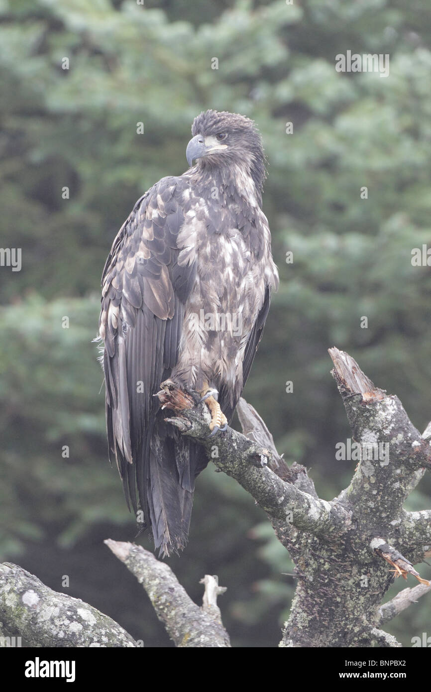 Juvenile Bald Eagle perched Stock Photo