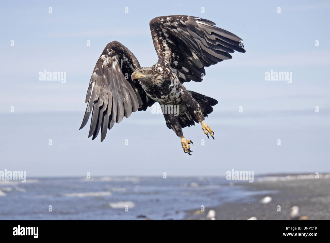 Juvenile bald eagle in flight stock photo alamy