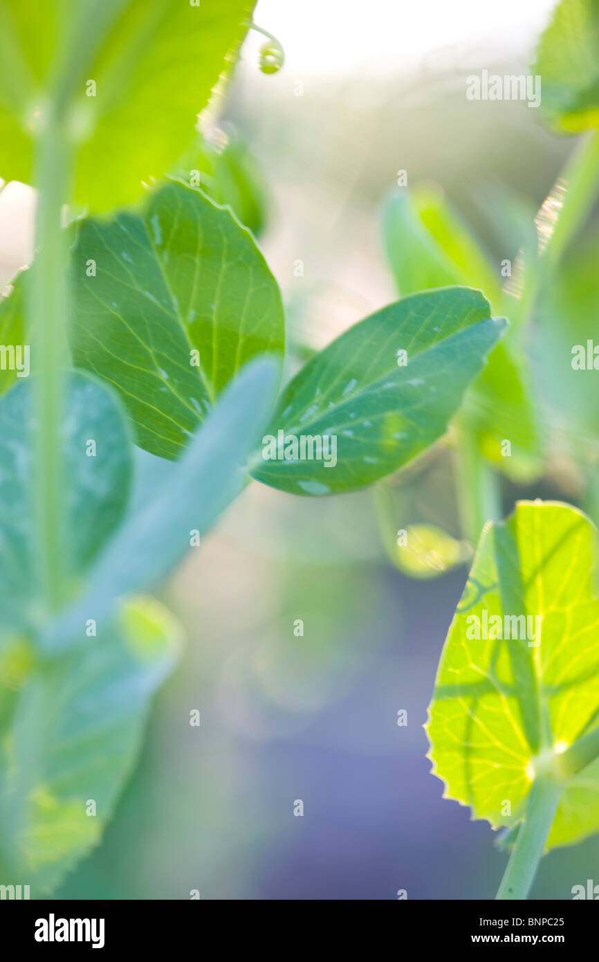 Close Up Sweet Pea Leaves High Resolution Stock Photography and Images