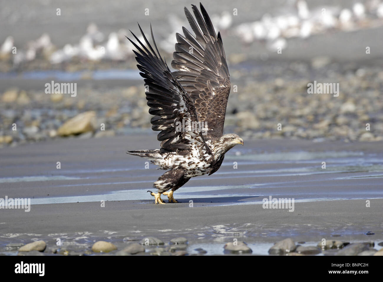 Juvenile Bald Eagle in flight Stock Photo - Alamy