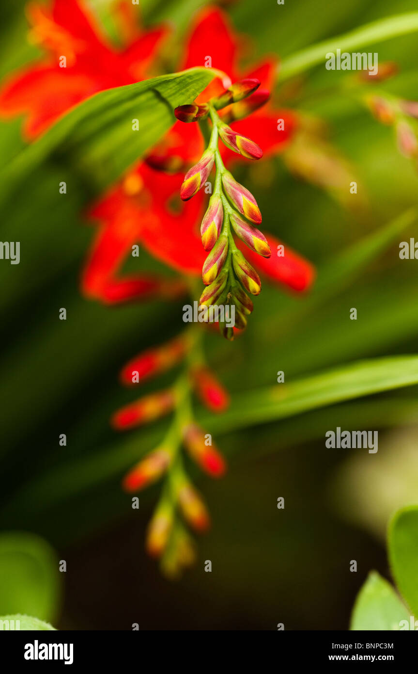 Crocosmia ‘Bressingham Blaze’, Montbretia in bud Stock Photo