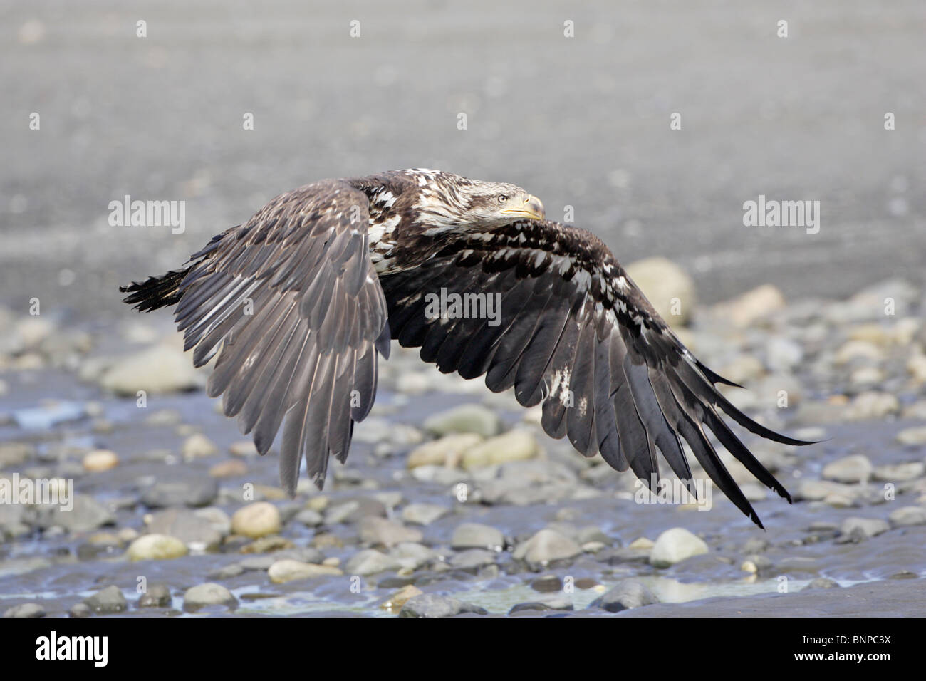 Juvenile Bald Eagle in flight Stock Photo