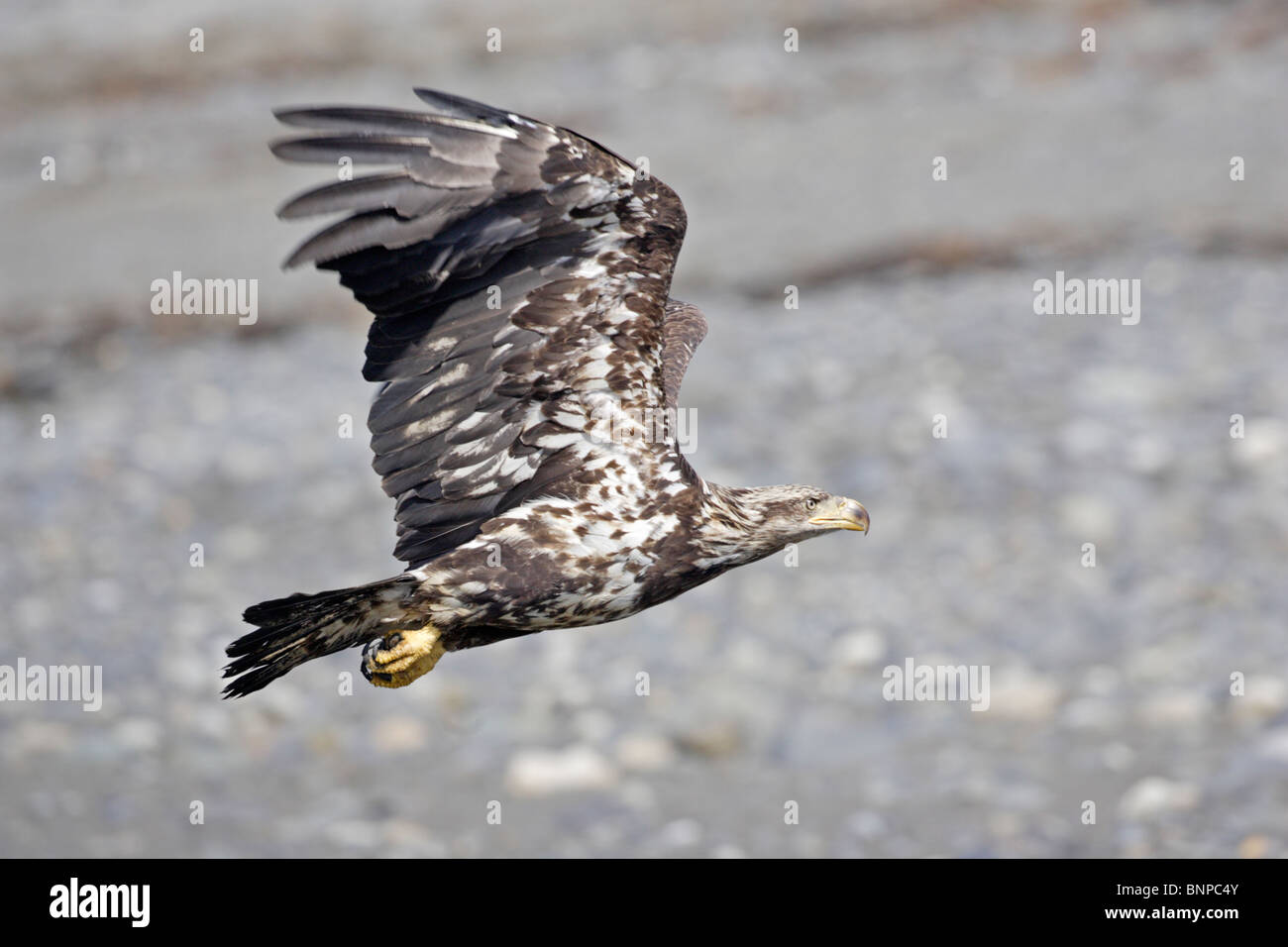 Juvenile Bald Eagle in flight Stock Photo - Alamy