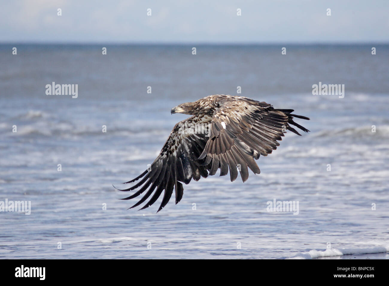 Juvenile Bald Eagle in flight Stock Photo - Alamy