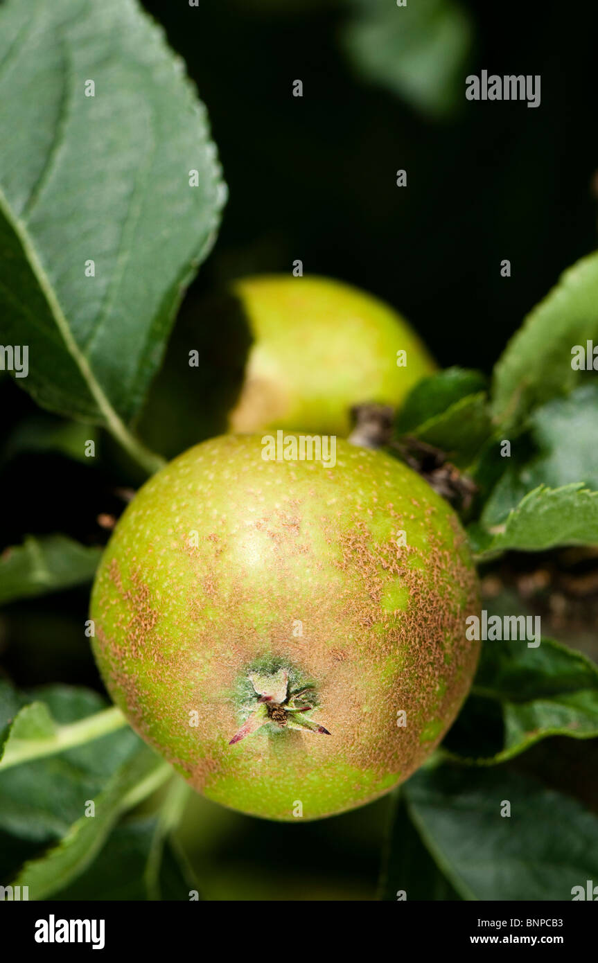 Espalier trained apple, Malus domestica ‘Flower of Kent’ in fruit in July Stock Photo