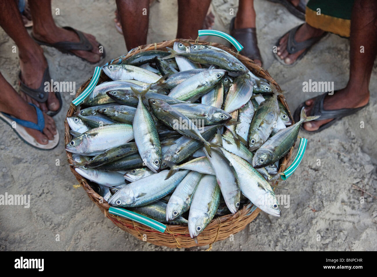 The feet of fisherman with their daily catch at the fishing village Fort Kochi. Kochi, Kerala, India. Stock Photo