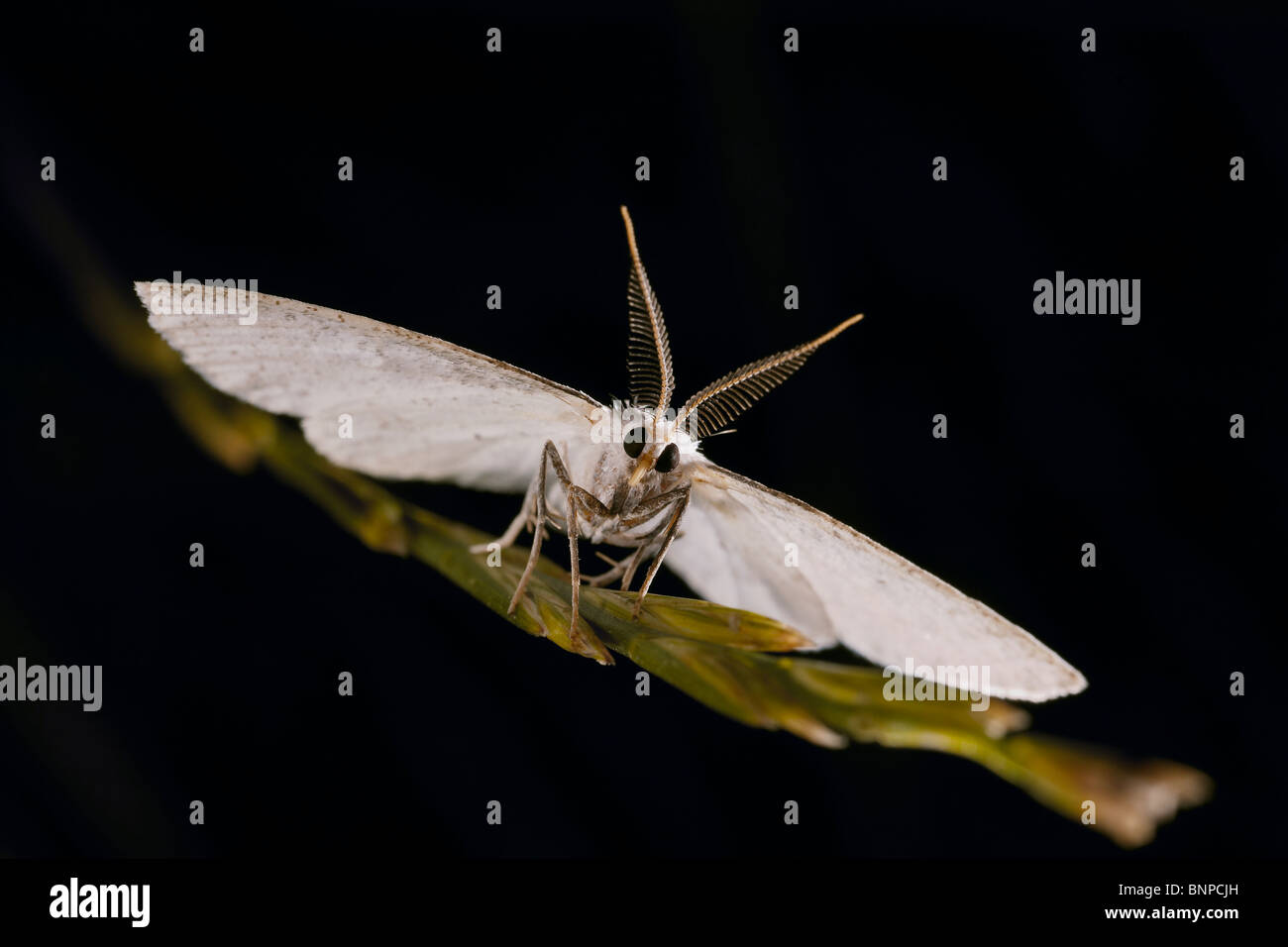 Common Wave, Cabera exanthemata, moth showing its antennae on Crowle Moor nature reserve, Lincolnshire, UK Stock Photo