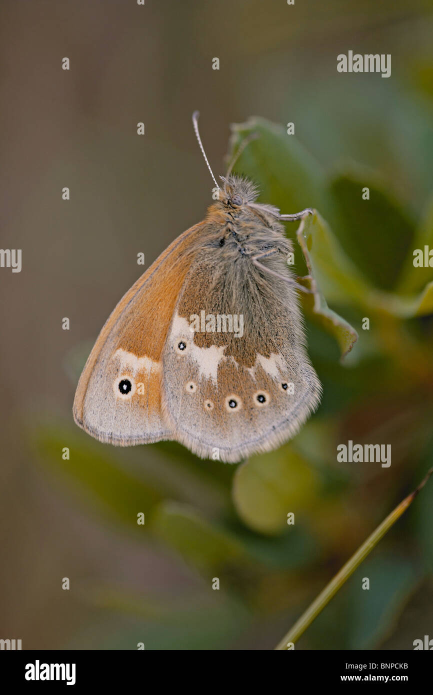 Large heath, Coenonympha tullia butterfly on Bowness Common, Cumbria, UK Stock Photo