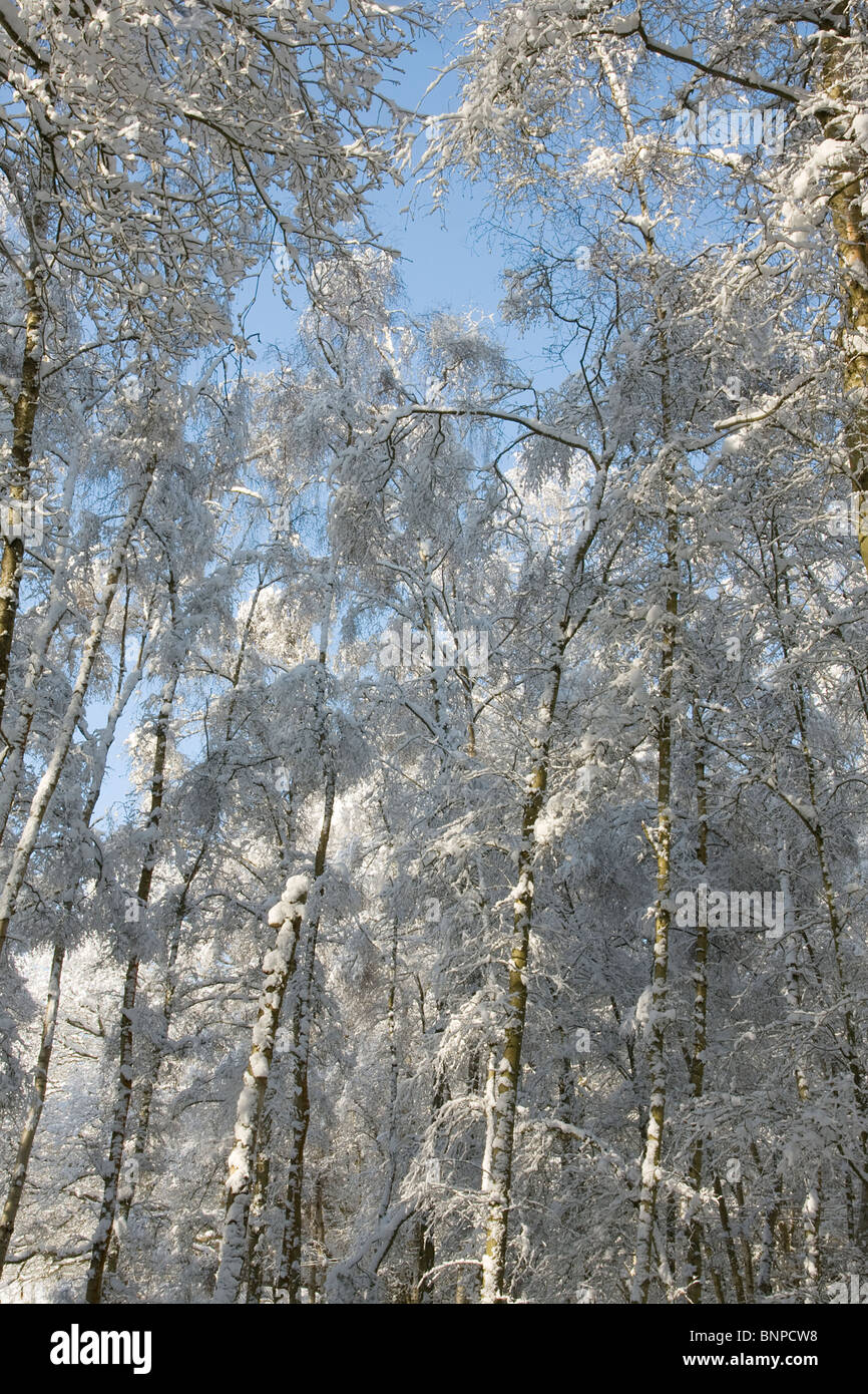 woodland in snow Stock Photo - Alamy