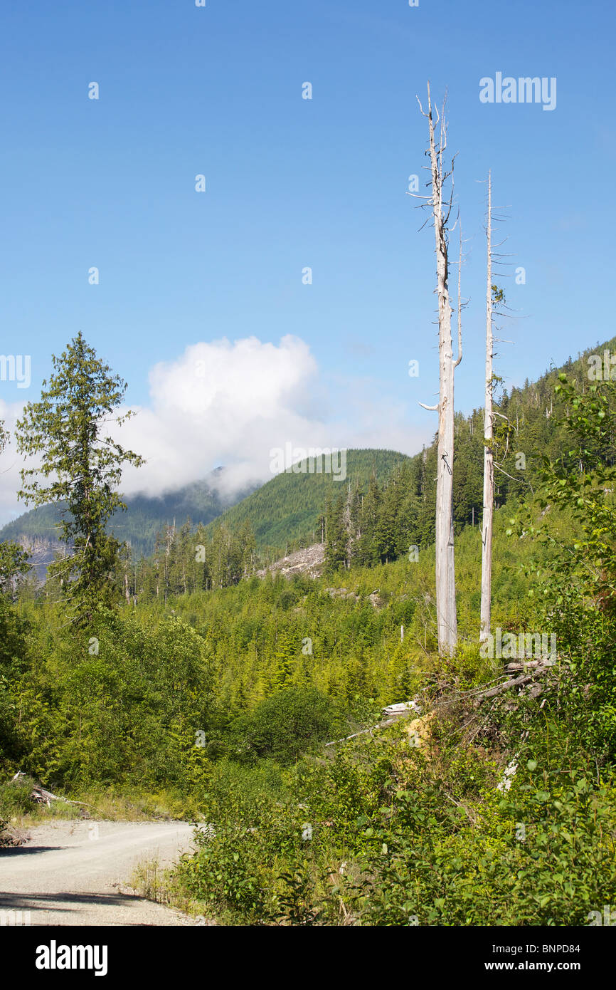 Logging road in the Carmanah Valley, Vancouver Island, BC Canada Stock ...