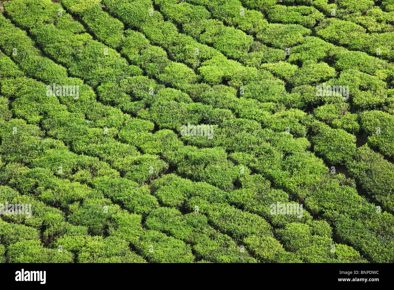 Munnar has sprawling tea plantations where most of the tea is still picked by hand Stock Photo