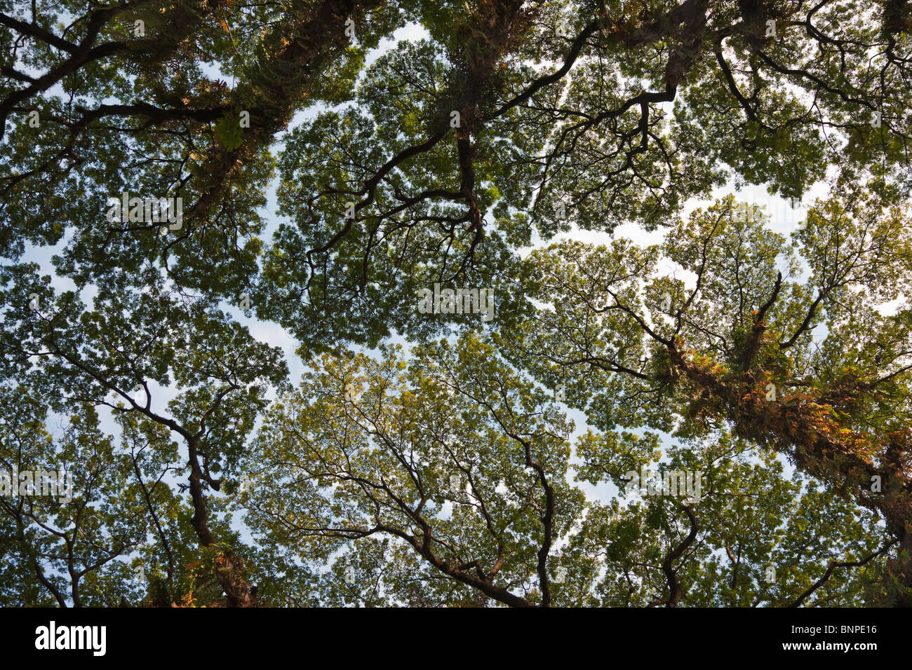 In forest tree canopies is the tendency for the crown of each tree to 'shy away' from each other leaving a noticeable gap. Stock Photo