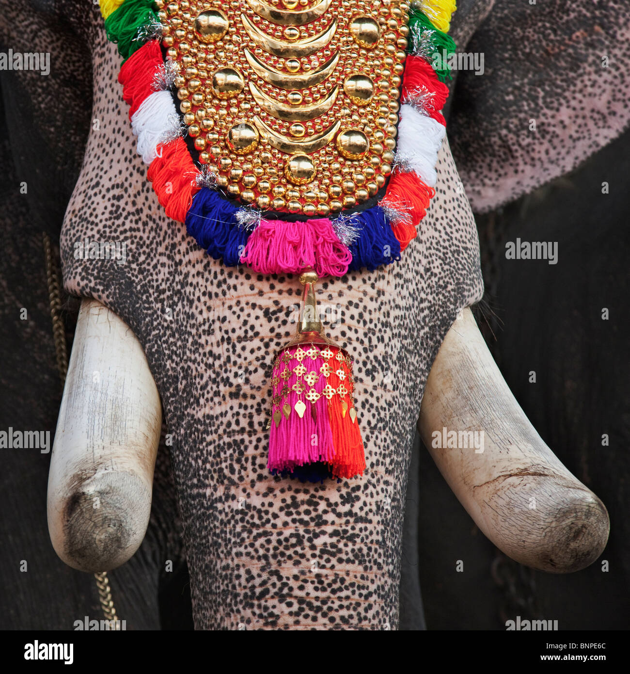Decorated elephant at the Tripunithura Temple.The temple elephants are decorated with gold plated caparisons, bell and necklaces Stock Photo