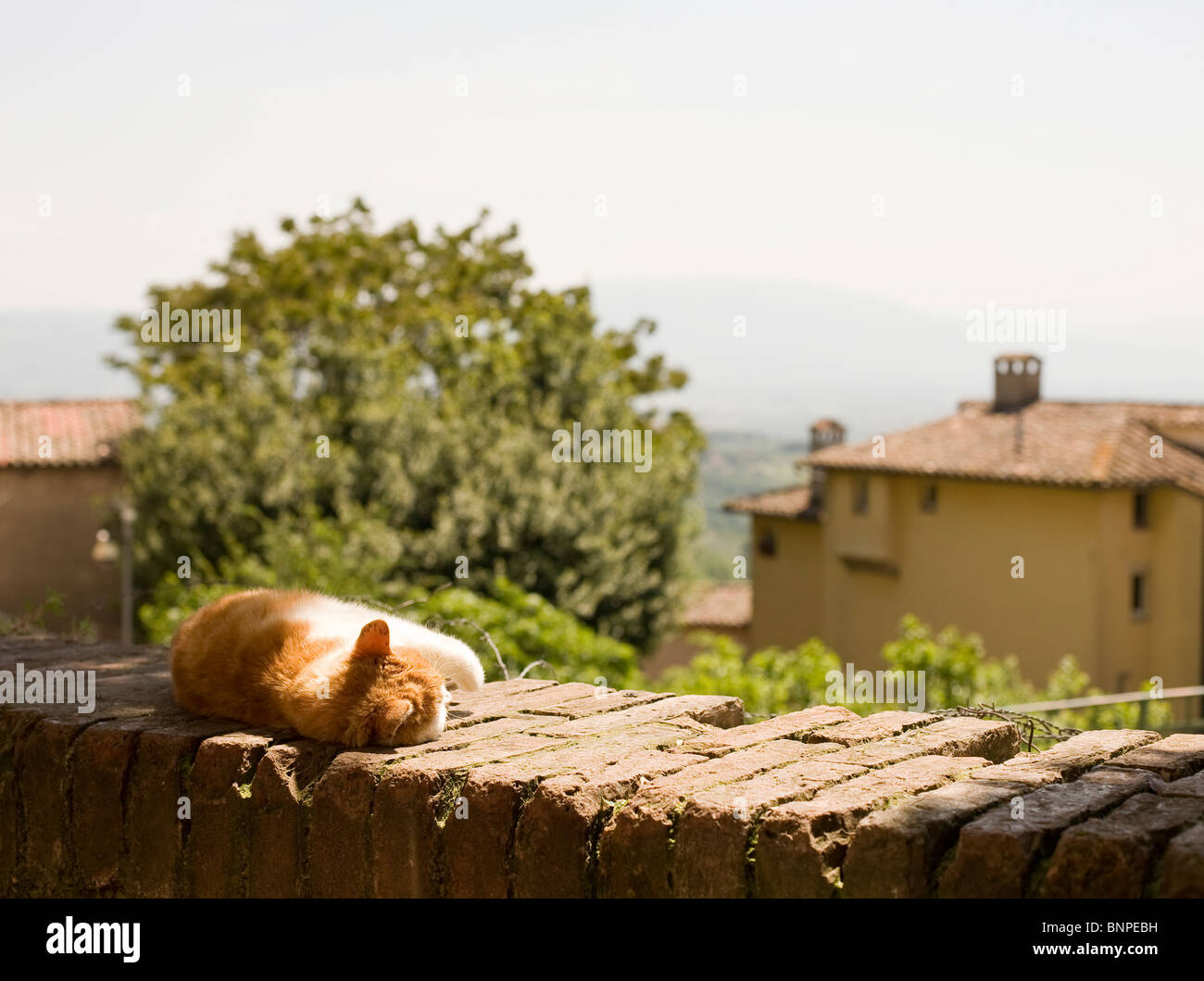 cat on a wall with umbrian countryside behind Stock Photo