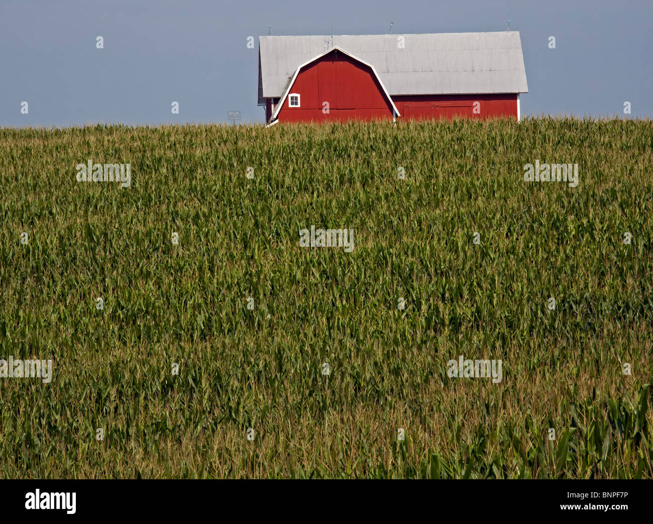 Albion, Michigan - A barn and corn field in rural Michigan. Stock Photo