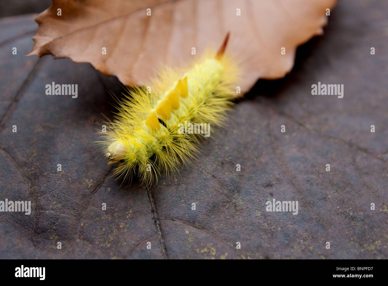 Dasychira pudibunda otherwise known as the Pale Tussock Moth caterpillar. Stock Photo