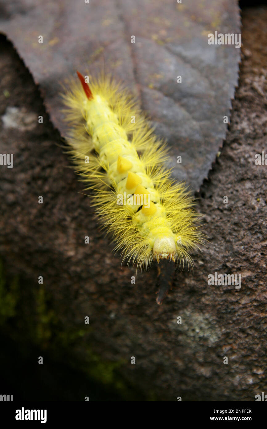 Dasychira pudibunda otherwise known as the Pale Tussock Moth caterpillar. Stock Photo