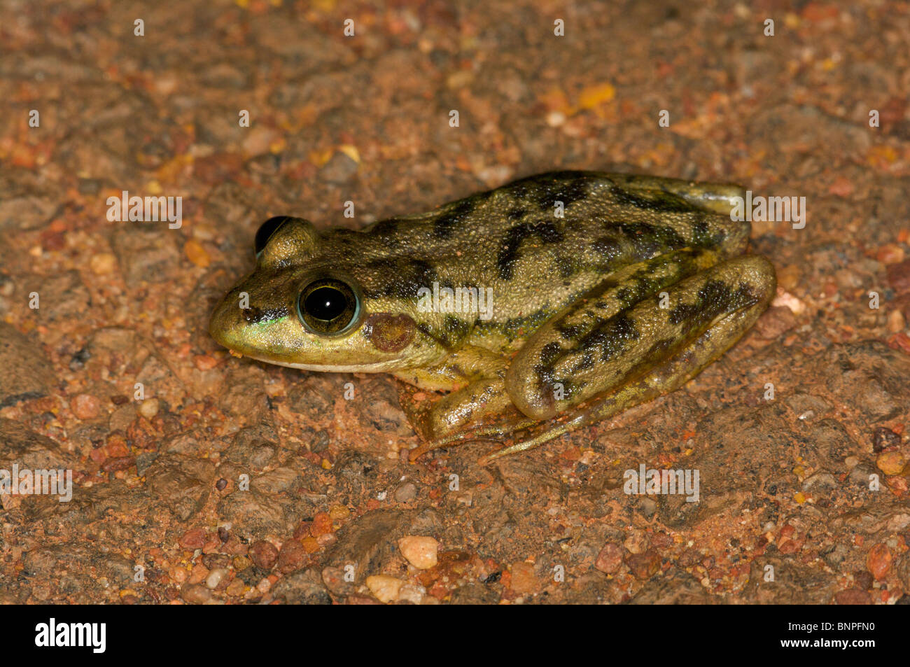 A Dahl's Aquatic Frog (Litoria dahlii) posed to jump on the gravel surface of Fogg Dam, Northern Territory, Australia. Stock Photo