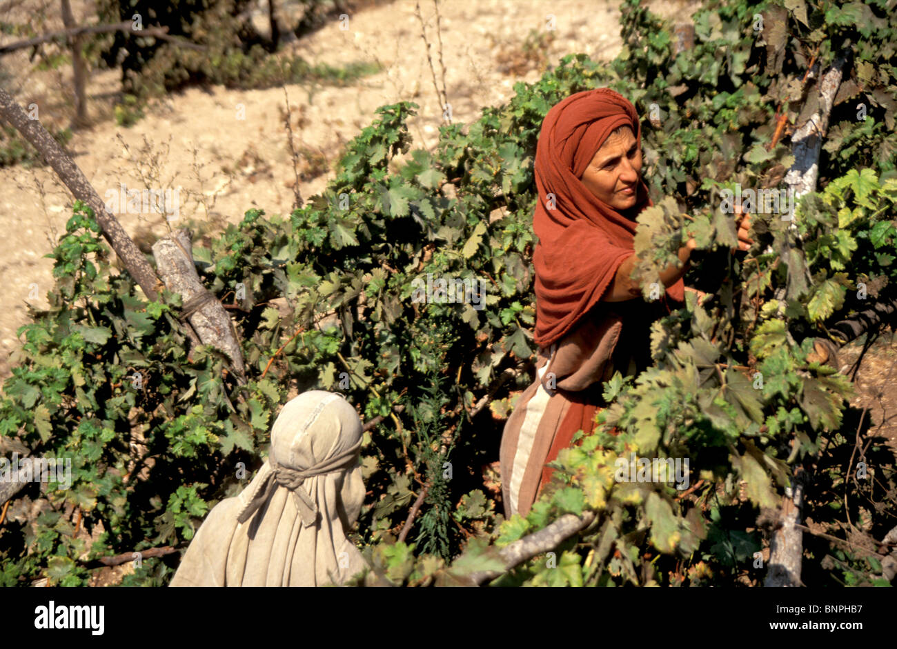 Israel, Galilee, Nazareth Village, recreating Nazareth in the time of