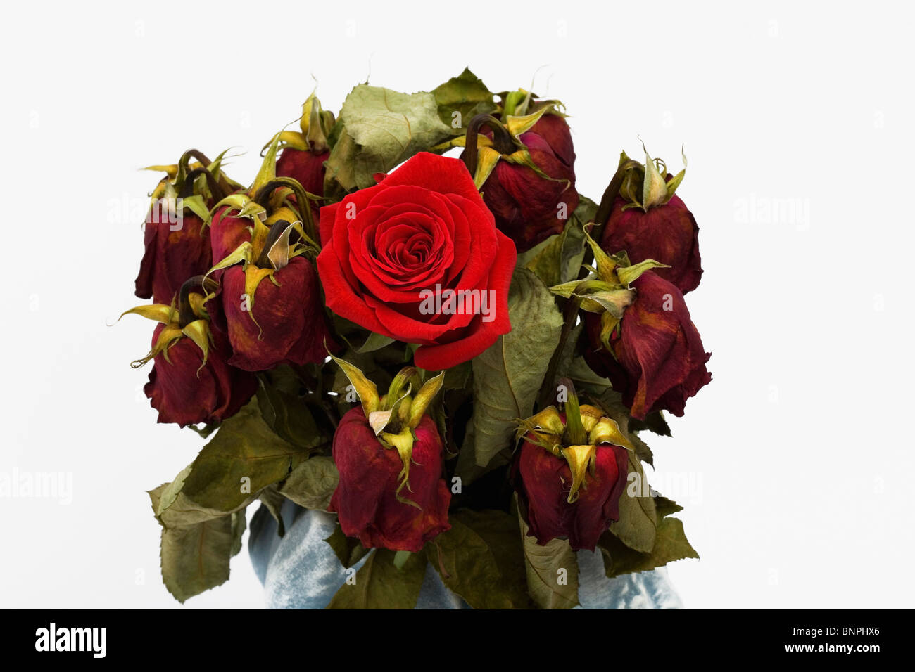 A single red rose amongst a bouquet of dead ones Stock Photo