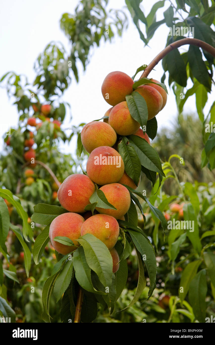 Ripe peaches on a tree in Florida Stock Photo