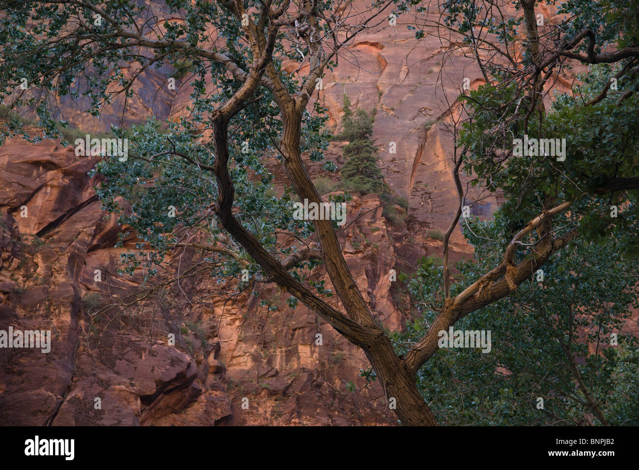 Zion Canyon National Park, Utah, USA - tree against red sandstone rocks Stock Photo