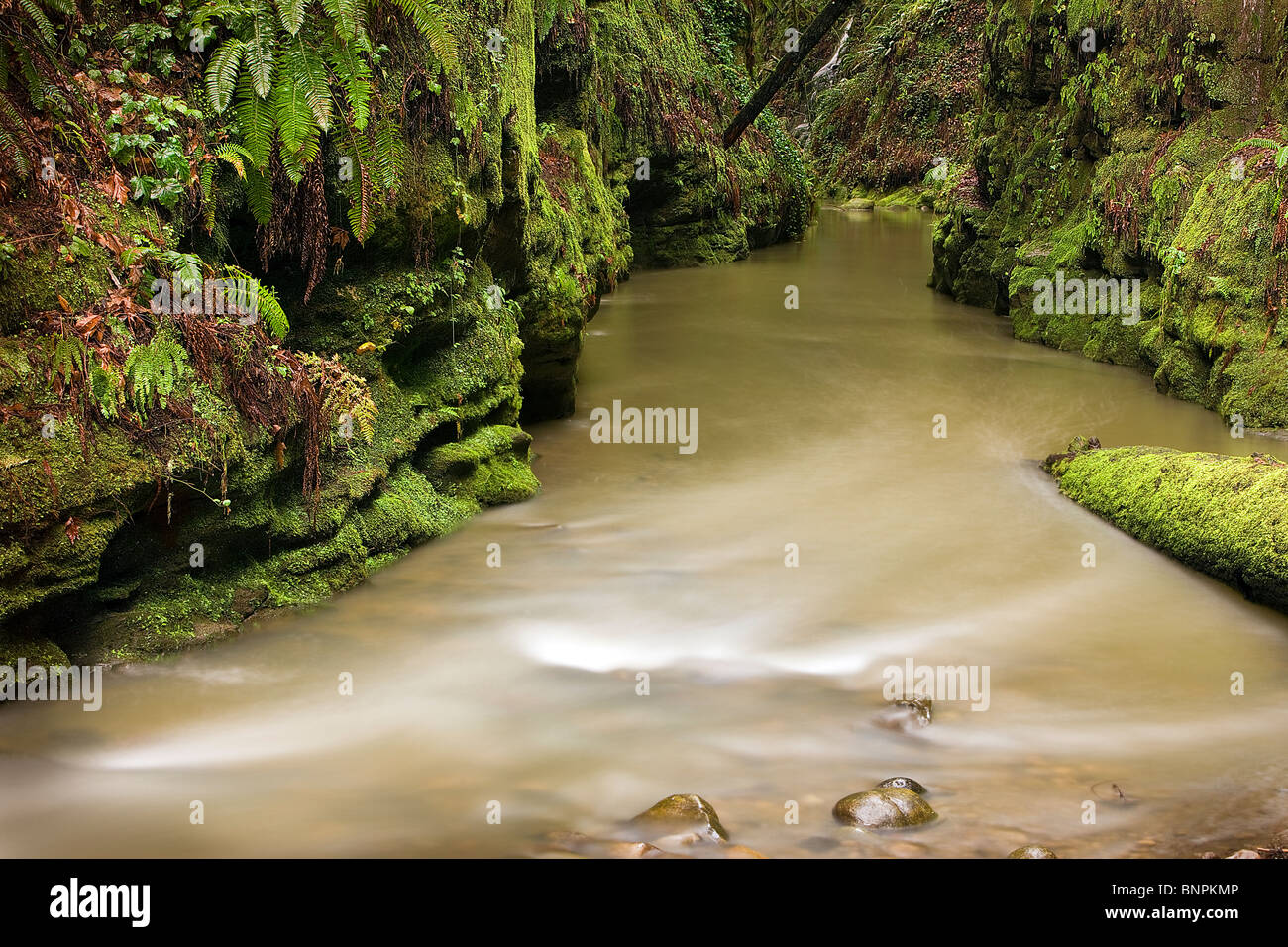 Soquel Creek flows through moss and fern coated walls in Nisene Marks