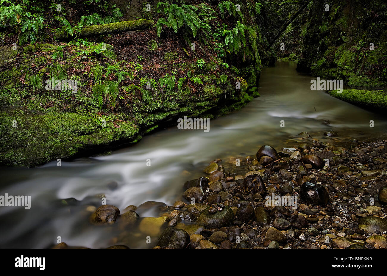 Soquel Creek flows through moss and fern coated walls in Nisene Marks