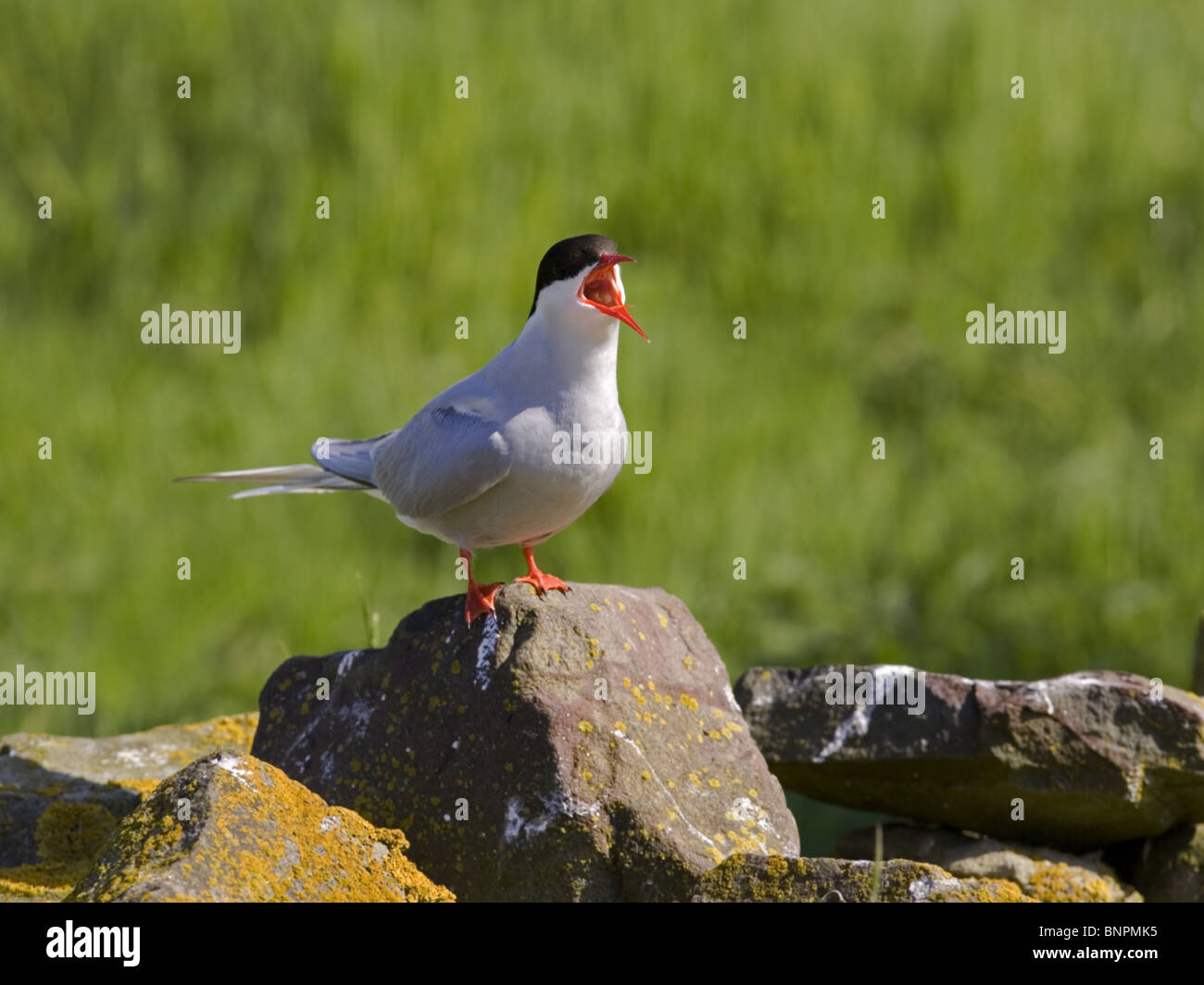 Arctic tern squawking Stock Photo