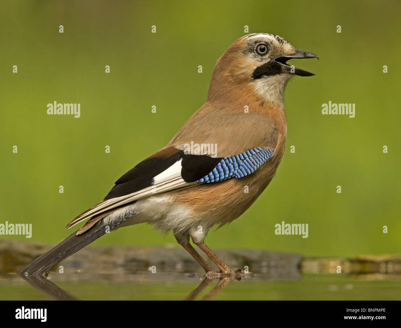 Eurasian jay by pool Stock Photo