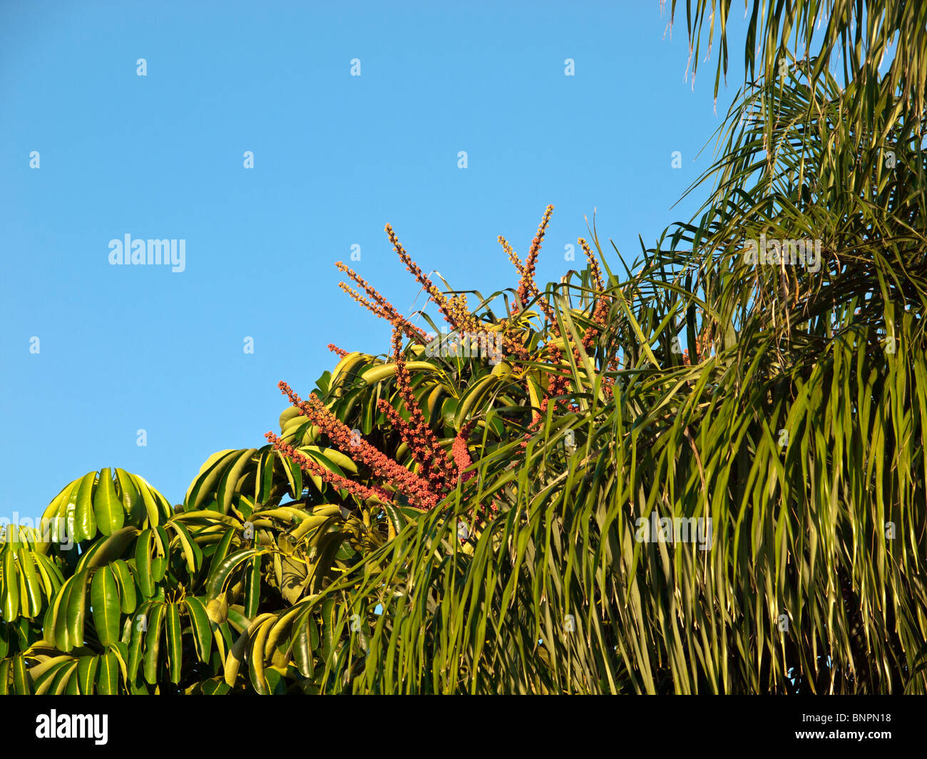 Umbrella Tree Flowers (Schefflera actinophylla) native of Australia but