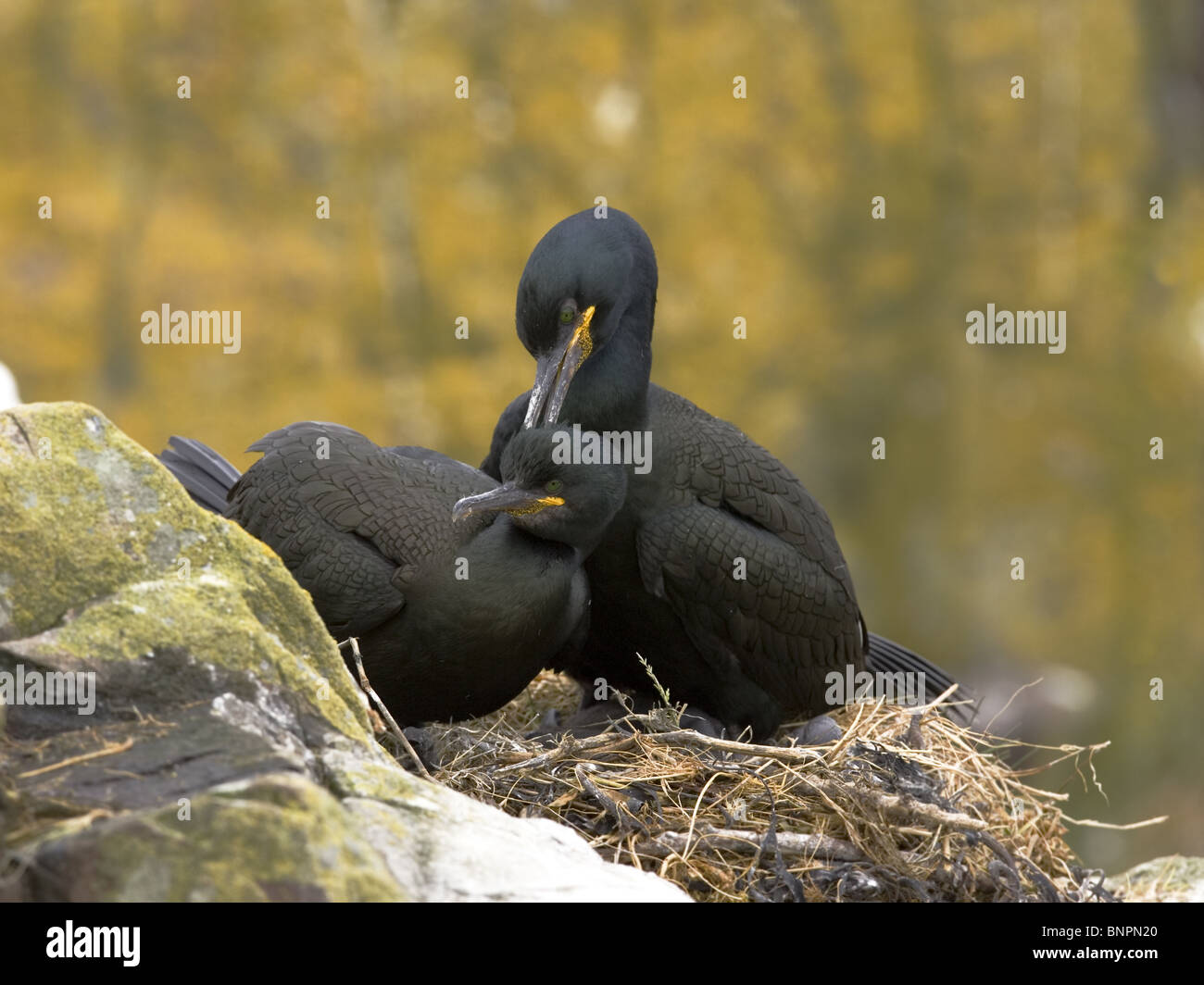 Shags courtship display Stock Photo