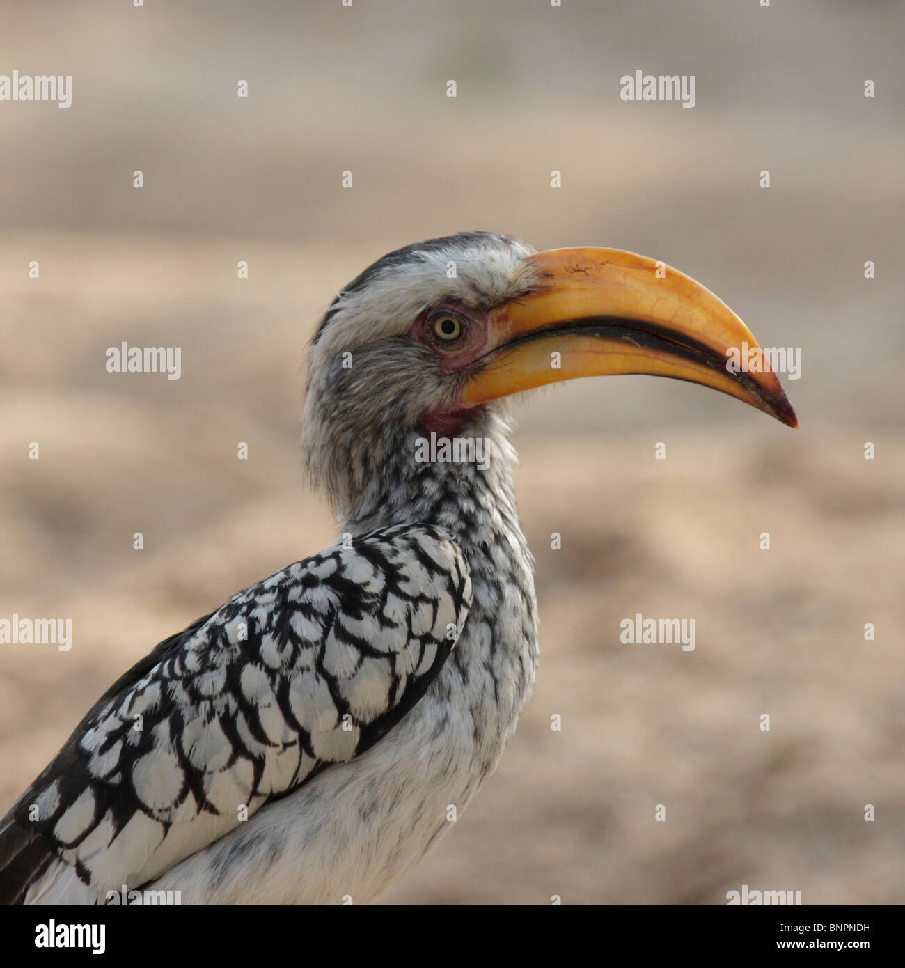 Portrait of a Southern Yellow-billed Hornbill (Tockus leucomelas) Stock Photo