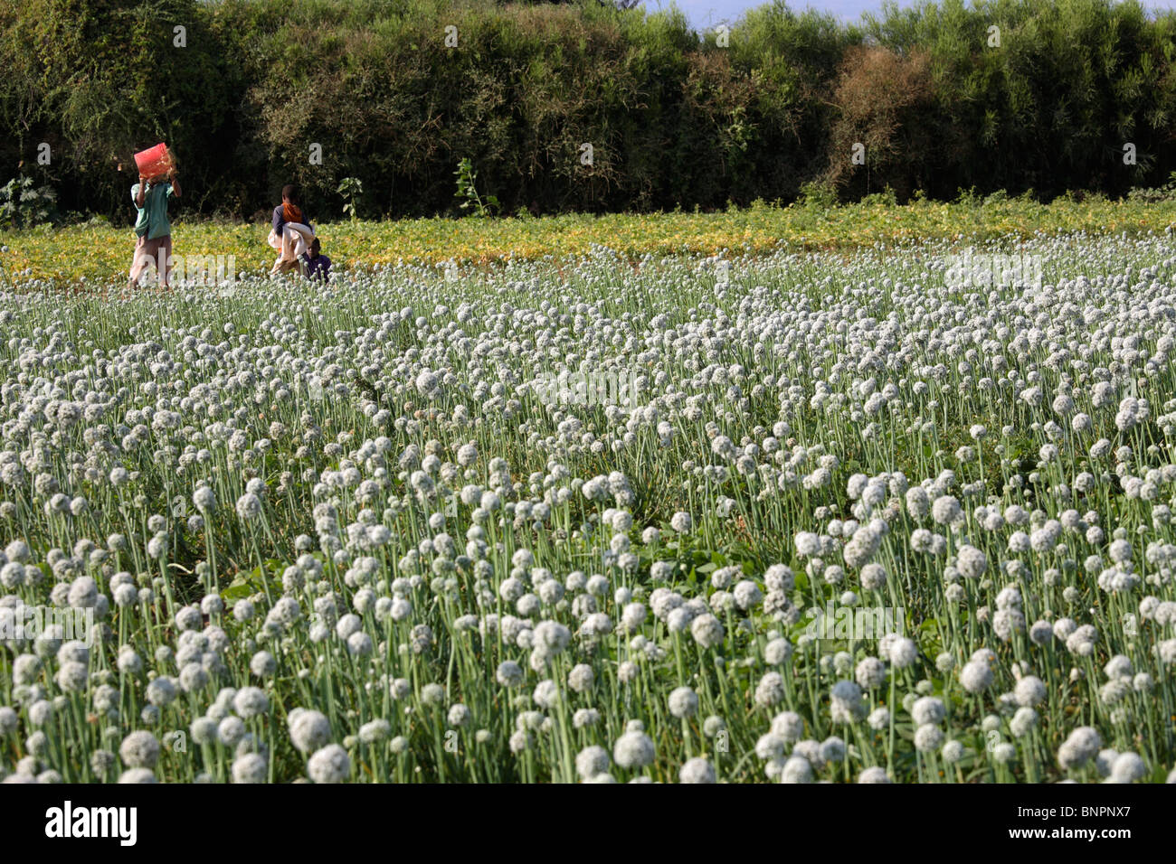 Onion farming in the Eyasi area, Tanzania Stock Photo Alamy