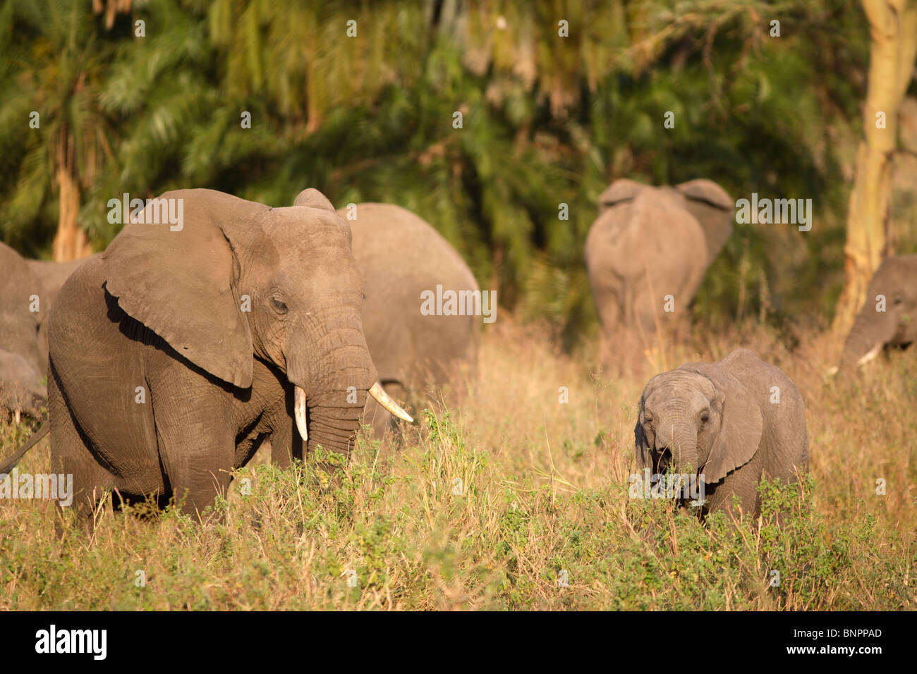 African Elephant and baby (Loxodonta africana), Selous Game Reserve, Tanzania Stock Photo
