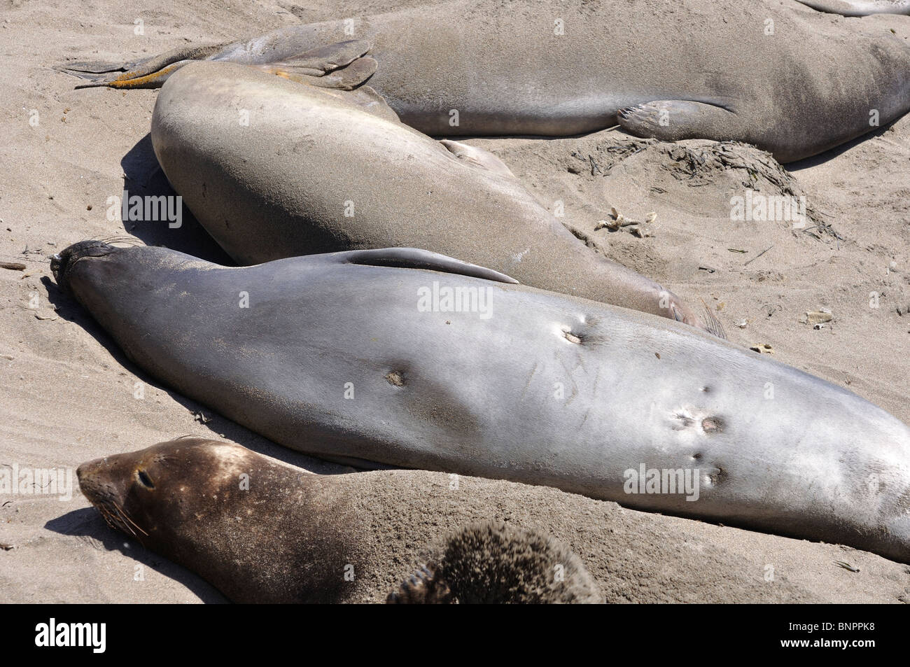 Elephant seals colony during molting period, Piedras Blancas beach ...