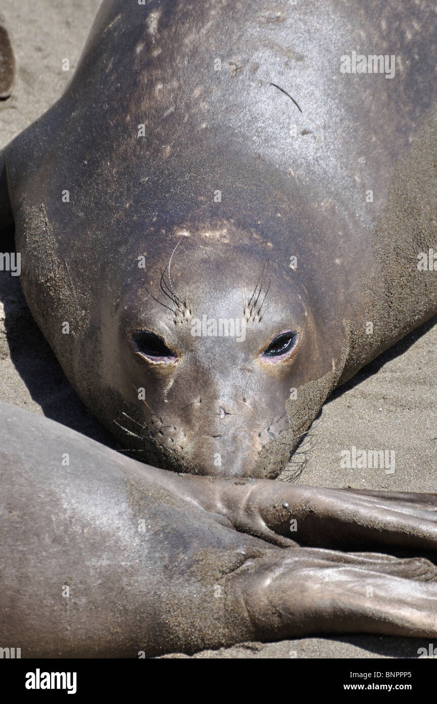Elephant seals colony during molting period, Piedras Blancas beach ...