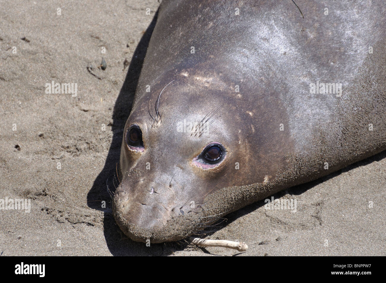 Elephant seals colony during molting period, Piedras Blancas beach ...