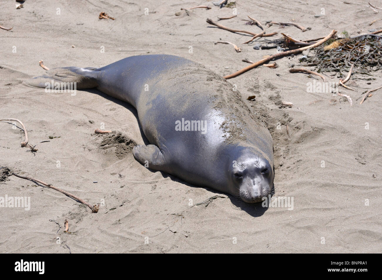Elephant seals colony during molting period, Piedras Blancas beach ...