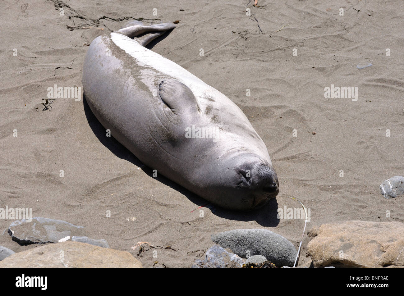 Elephant seals colony during molting period, Piedras Blancas beach ...