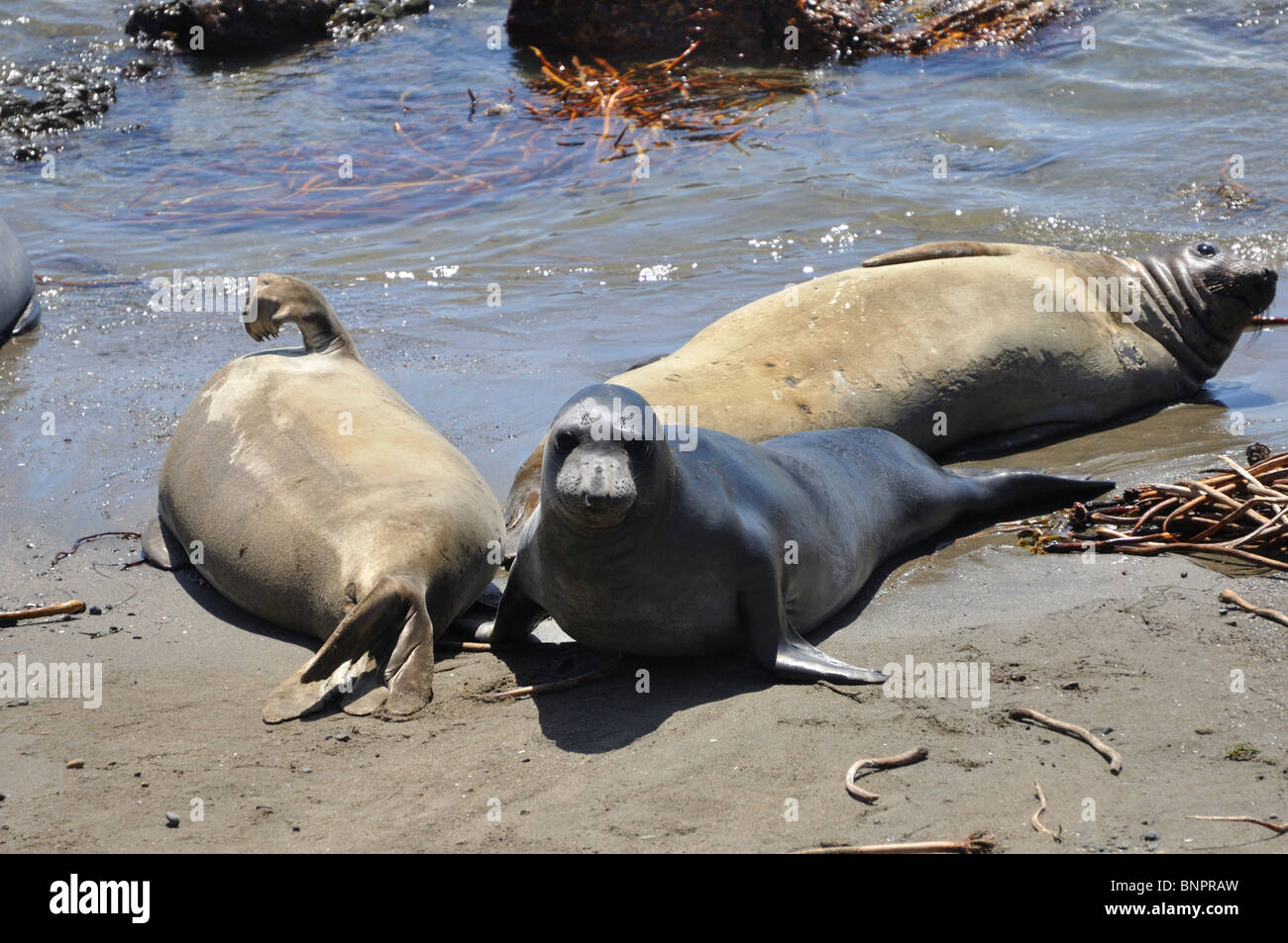Elephant seals colony during molting period, Piedras Blancas beach ...