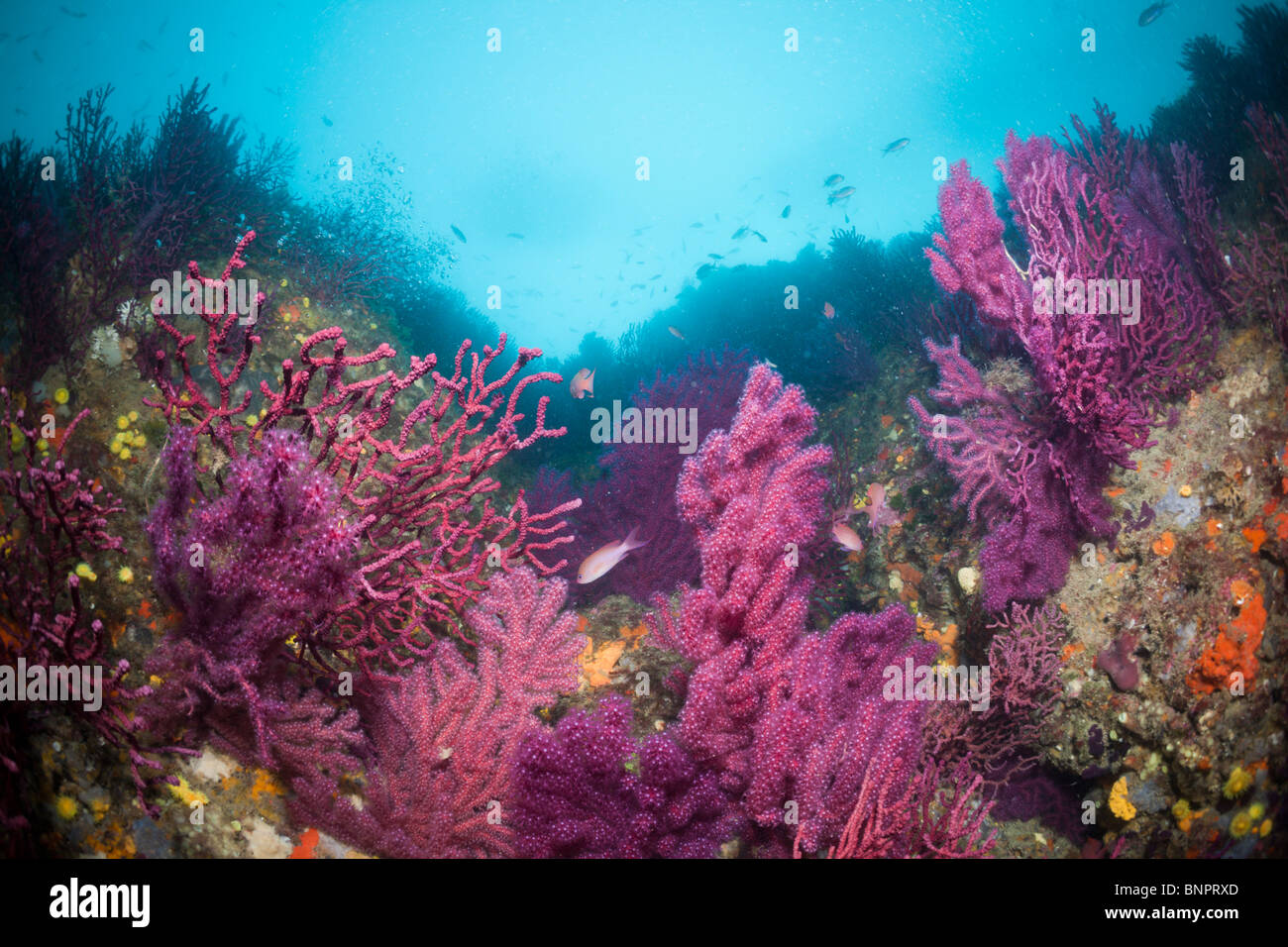 Reef with variable Gorgonians, Paramuricea clavata, Cap de Creus, Costa Brava, Spain Stock Photo