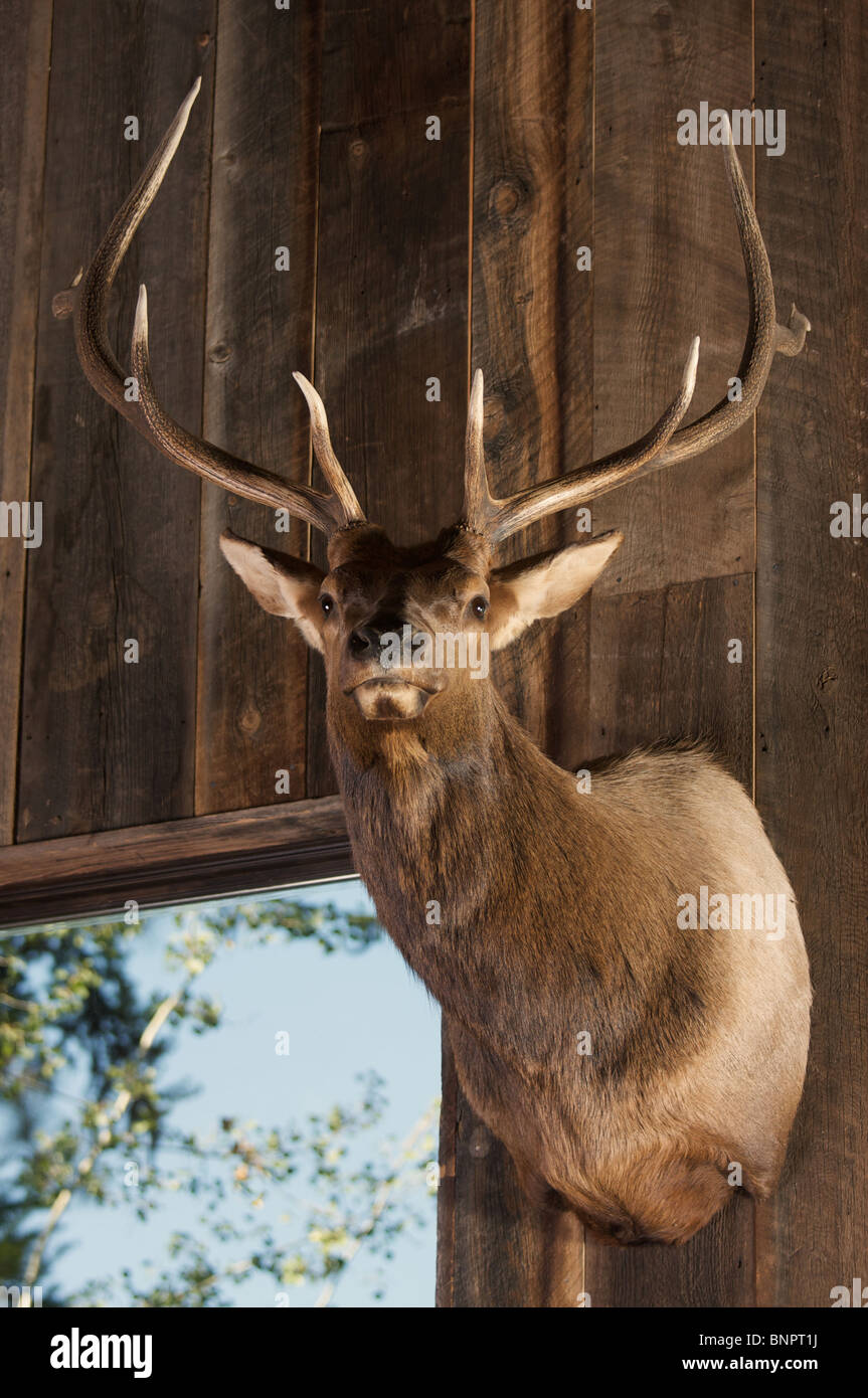 Antler Deer Stag Buck Floor Lamp Rustic Lake Cabin Lodge Whitetail Wildlife 