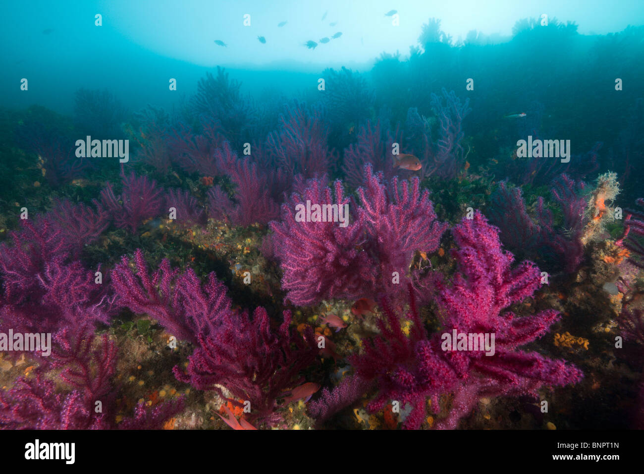 Reef with variable Gorgonians, Paramuricea clavata, Cap de Creus, Costa Brava, Spain Stock Photo