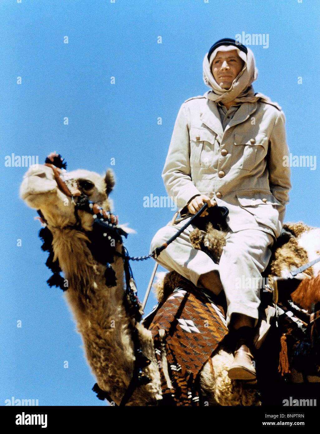 Peter O Toole On Camel Lawrence Of Arabia 1962 Stock Photo Alamy