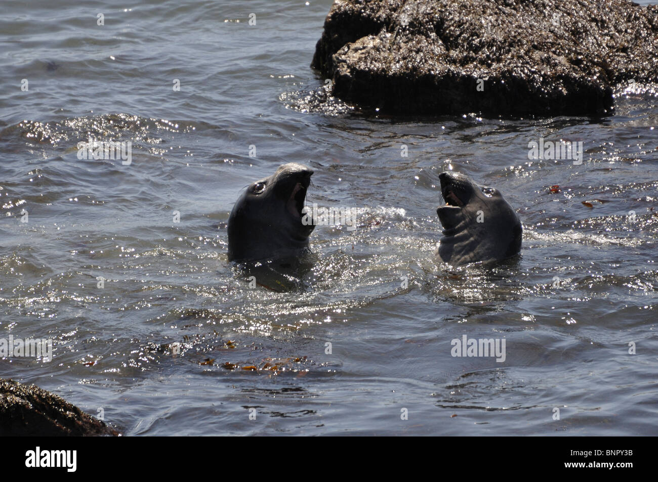 Elephant seals (Mirounga angustirostris), Piedras Blancas beach ...