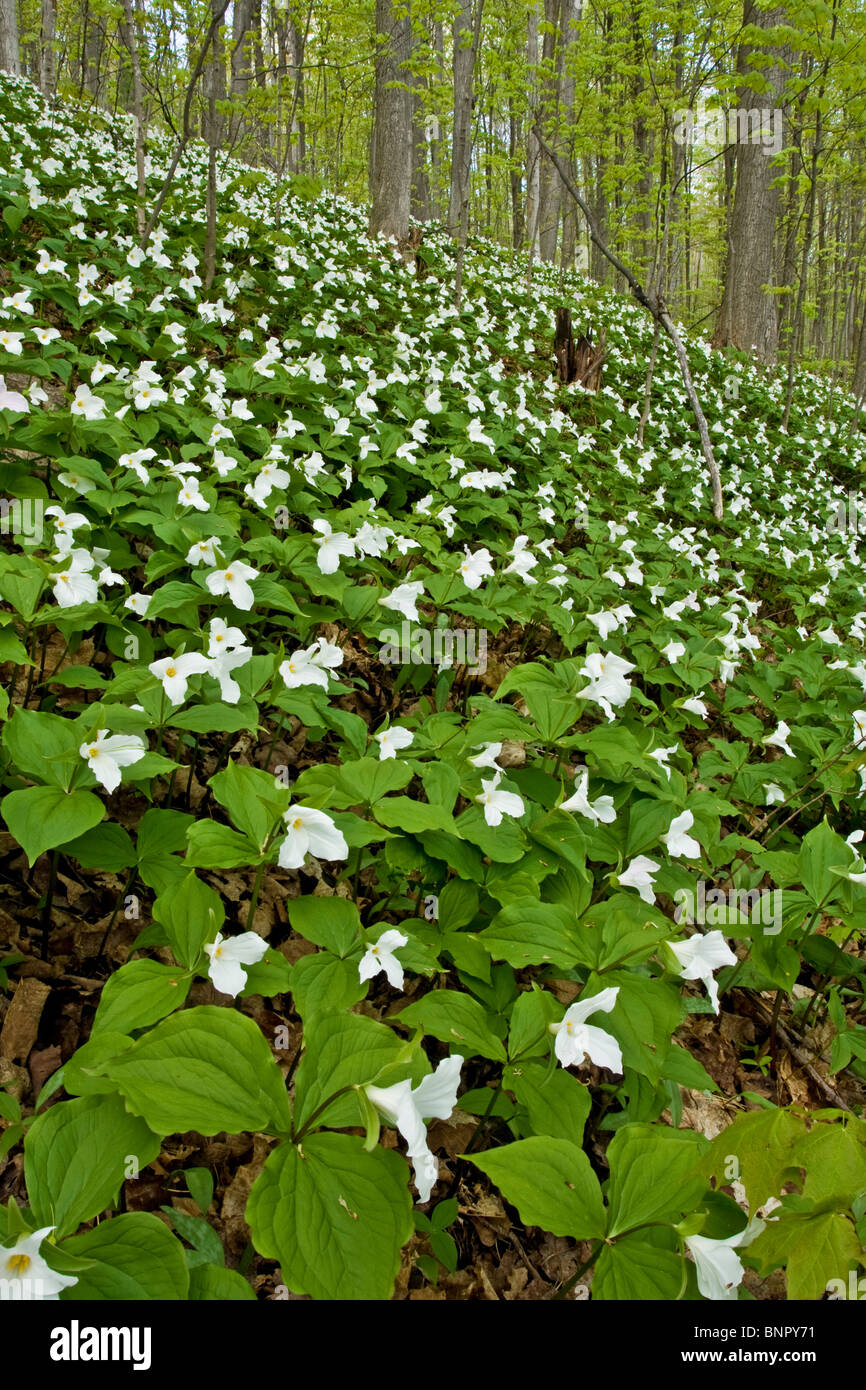 Trilliums ontario spring wildflowers hires stock photography and