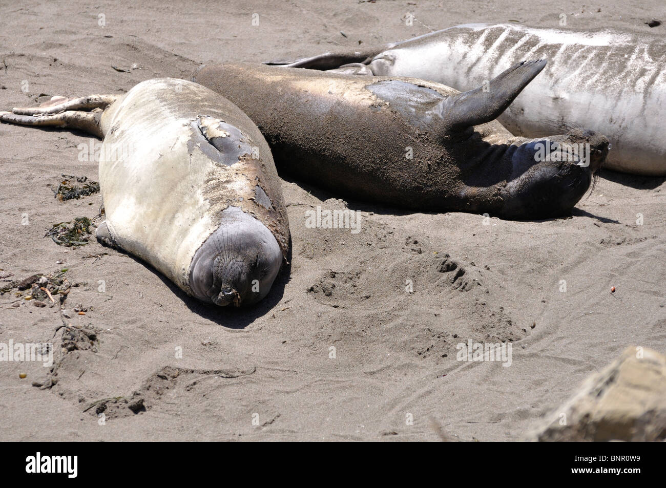 Elephant seals colony during molting period, Piedras Blancas beach ...