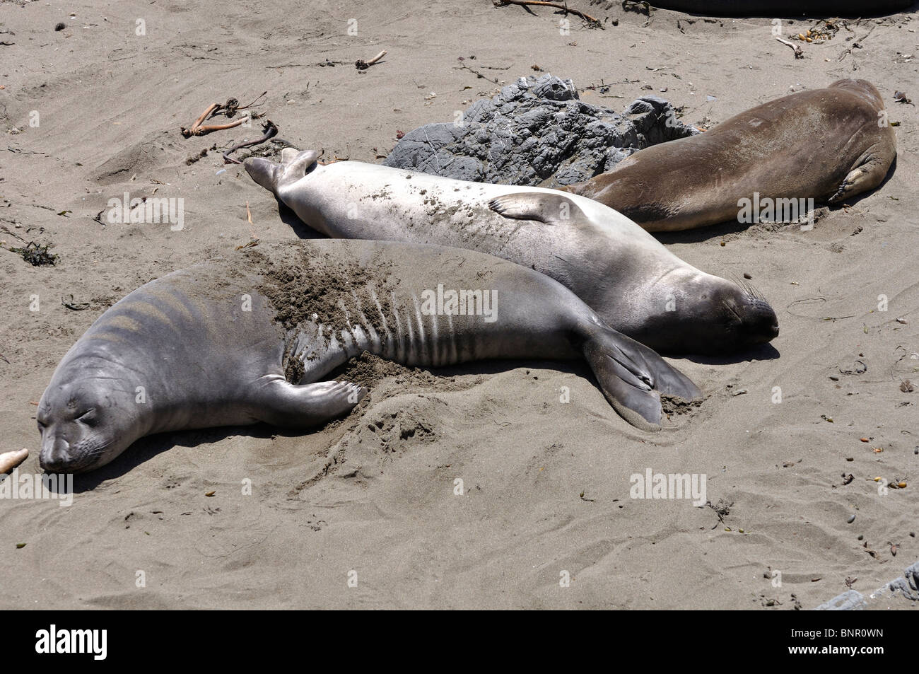 Elephant seals colony during molting period, Piedras Blancas beach ...